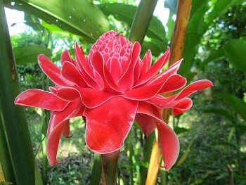 Hoa lạ hút khách dịp đầu năm, người bán chốt đơn mỏi tay, người trồng kiếm bộn tiền