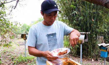 Nuôi loài ong lạ đốt như kiến, cho mật cực chất du khách thích mê