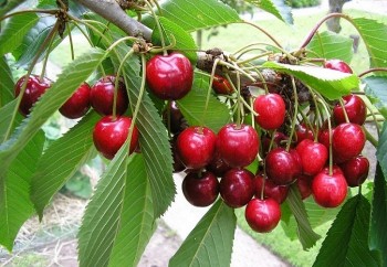 4 loại quả dù đắt cũng nên mua ăn vì có giá trị dinh dưỡng cao, rất tốt cho sức khỏe