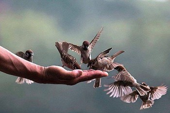 Cách phóng sinh vào ngày rằm tháng Giêng sao cho đúng, tích được nhiều công đức