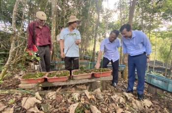 Nhà nông có thu nhập tiền tỷ nhờ trồng cây 