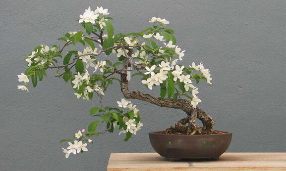 Những loại cây cảnh trồng trong nhà vừa hút ẩm chống nồm lại diệt nấm mốc cực tốt