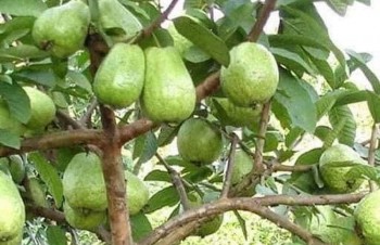 Những nông dân vùng cao thành triệu phú nhờ bí quyết mỗi cây ổi thu tiền triệu