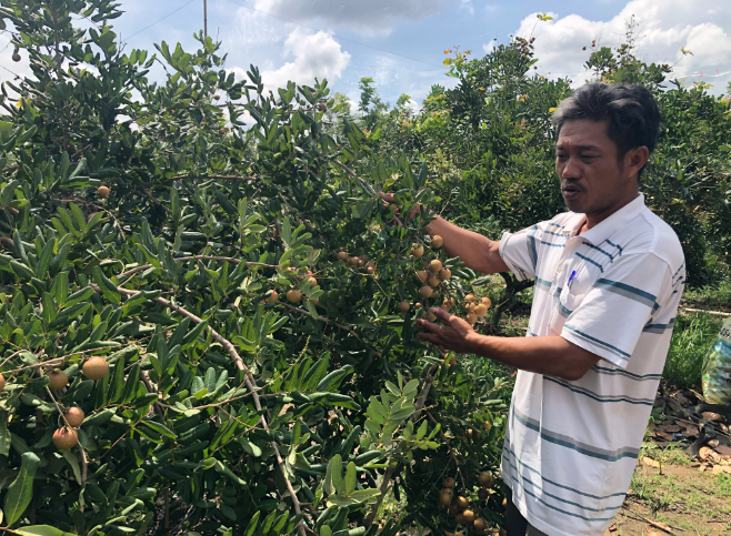 Hai loại quả đặc sản của Bà Rịa - Vũng Tàu vừa được cấp mã vùng để xuất khẩu sang Nhật Bản