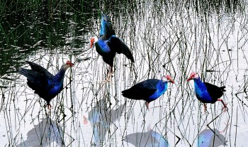 Loài chim quý hiếm đẹp sặc sỡ ở rừng ngập mặn Cà Mau làm mê đắm giới chim kiểng