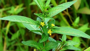 Loài cây mọc bờ mọc bụi, tưởng vô dụng, hoá ra là dược liệu quý có mặt trong nhiều bài thuốc