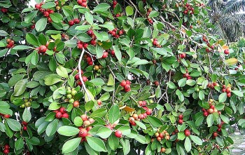 Giống ổi quả đỏ lịm ra chi chít khắp cây đang gây sốt có giá trị thế nào?