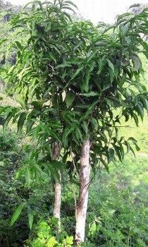 Cây rau rừng đặc biệt được thi sỹ Tản Đà ngợi ca bất ngờ lại là thực phẩm đại bổ