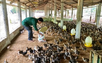 Nuôi con “ngày ăn mối, tối ngủ cây” kiếm ngay tiền tỷ