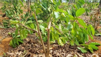 Nghìn cây cà phê bị chặt phá ở Gia Lai, công an khẩn trương vào cuộc