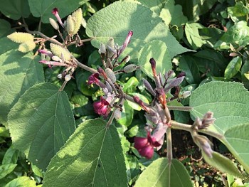 Cây an xoa và những bài thuốc chữa bệnh về gan có thể bạn chưa biết