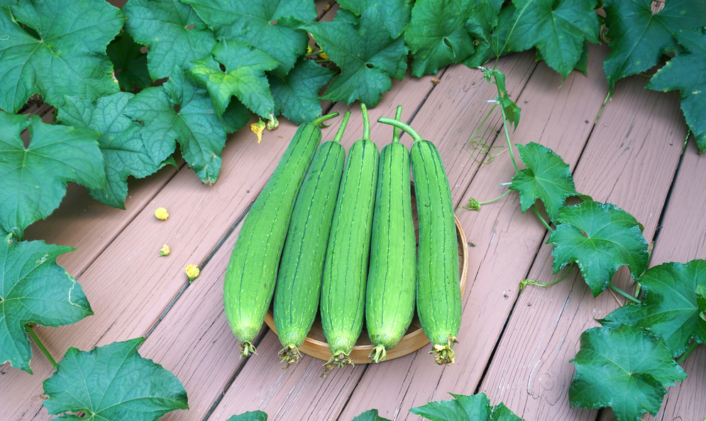 Mua mướp chọn quả đậm hay nhạt màu thì ngon, 10 người thì 11 người ngã ngửa vì hoá ra mình đã nghĩ sai