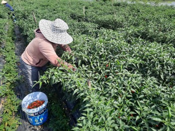 Nông dân miền đất võ "trúng đậm" vì giá ớt tăng cao chưa từng thấy