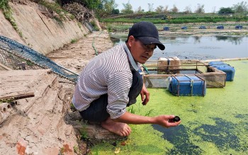 Nuôi con đặc sản xù xì, dọa không chạy, lão nông dân ở Hải Dương kiếm 400 -500 triệu đồng mỗi năm