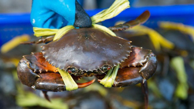 Xuất khẩu cua ghẹ vẫn chưa phục hồi