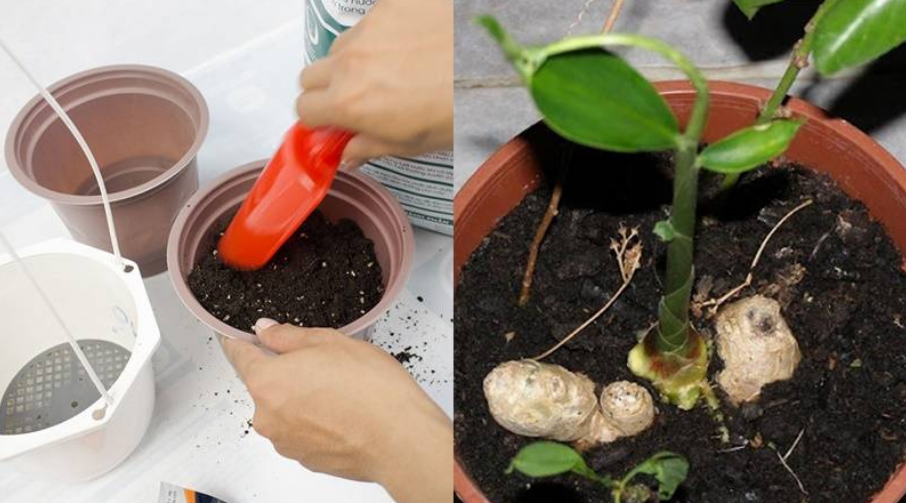 Mua gừng về ăn không hết đừng vứt xó, làm theo cách này có gừng ăn quanh năm