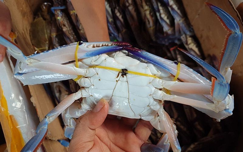 Chọn ghẹ bằng cách quan sát bụng Chọn ghẹ bằng cách quan sát bụng