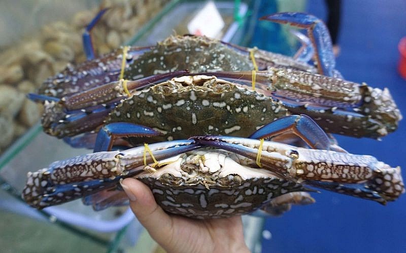 Chọn ghẹ bằng cách quan sát càng Chọn ghẹ bằng cách quan sát càng