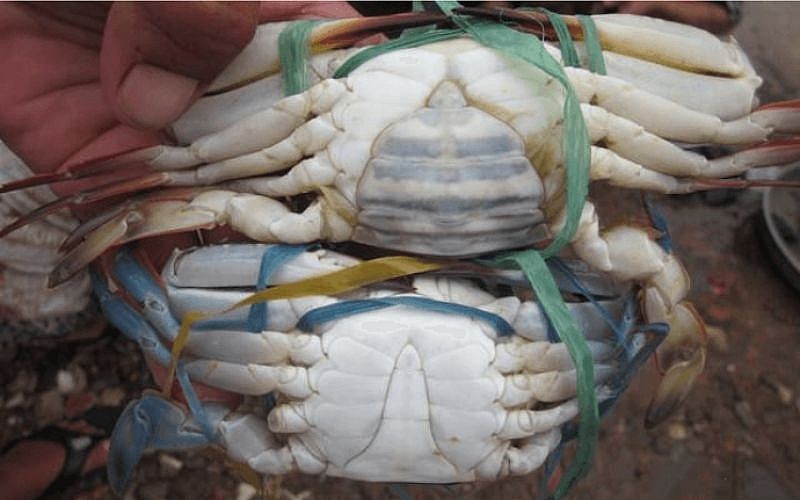 Chọn ghẹ theo giới tính Chọn ghẹ theo giới tính