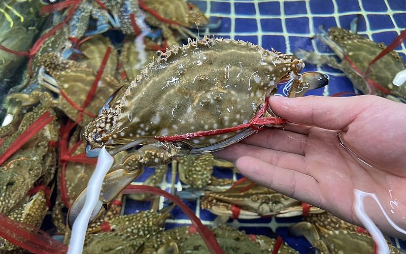 Chọn ghẹ bằng cách quan sát trọng lượng Chọn ghẹ bằng cách quan sát trọng lượng