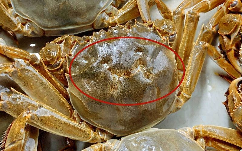 Chọn ghẹ bằng cách quan sát vỏ Chọn ghẹ bằng cách quan sát vỏ