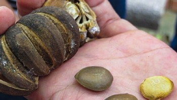 14 học sinh nhập viện do ăn quả cây ngô đồng