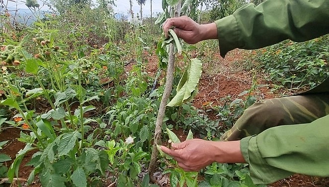 Cây chanh dây bị cắt ngang gốc. Cây chanh dây bị cắt ngang gốc.