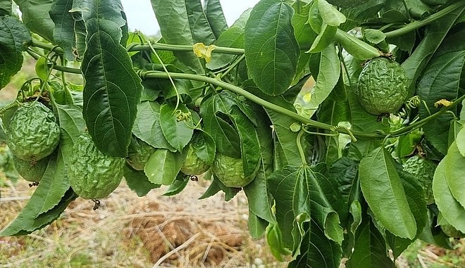 150 gốc chanh dây bị cắt giờ đã héo rũ, thiệt hại hoàn toàn. 150 gốc chanh dây bị cắt giờ đã héo rũ, thiệt hại hoàn toàn.