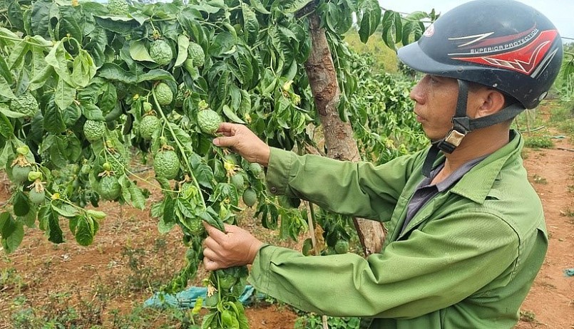 Vườn chanh dây của gia đình anh Võ Thanh Vệ bị cắt toàn bộ gốc đang dần khô héo. Vườn chanh dây của gia đình anh Võ Thanh Vệ bị cắt toàn bộ gốc đang dần khô héo.