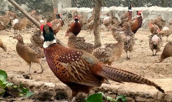 Nuôi loài chim hoang dã đuôi dài thả như gà chỉ thích ăn bèo tây là đặc sản được nhà hàng săn lùng với giá cao