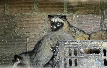 Về nơi cả làng nuôi chồn hương được cấp mã số và bí quyết tránh dịch bệnh