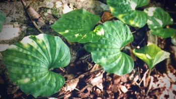 Tác dụng không ngờ của cây một lá