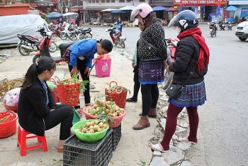 Trồng đào quả nào quả đấy to như đào tiên trong phim “Tây du ký”, nông dân rủng rỉnh tiền