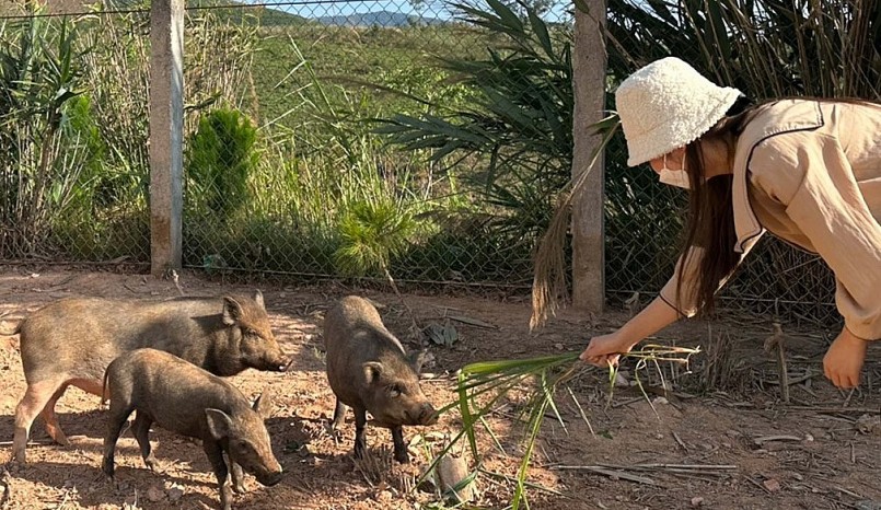Cô Hiệu trưởng trường Tiểu học Đăk Hà rao bán hai con heo rừng với lý do thật bất ngờ. Cô Hiệu trưởng trường Tiểu học Đăk Hà rao bán hai con heo rừng với lý do thật bất ngờ.