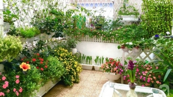 Bí quyết làm vườn cho người mới, làm đúng điều này vườn rau xanh mướt trĩu quả quanh năm