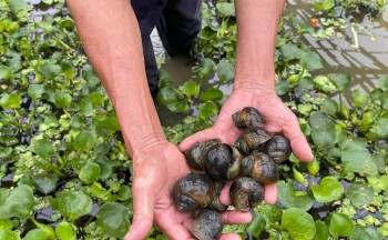 Lão nông xứ chè nuôi ốc nhồi trên ruộng lúa cho ăn bèo thôi mà bán 