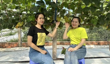 Chi tiền tỷ thuần hóa giống nho ngoại sang chảnh, bị coi là 