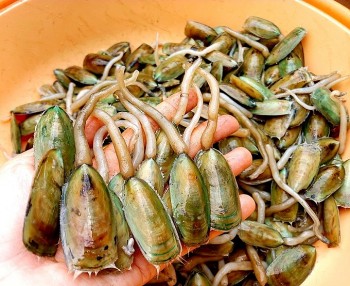 Đặc sản độc lạ của Hà Tiên nghe tên muốn “xỉu” nhưng khiến bao người mê mẩn