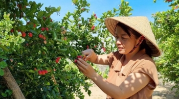 Trồng cây lạ ra quả chín mọng nhuộm đỏ cả vùng trời, khách thi nhau đến “check in” nữ chủ nhân thu bộn tiền
