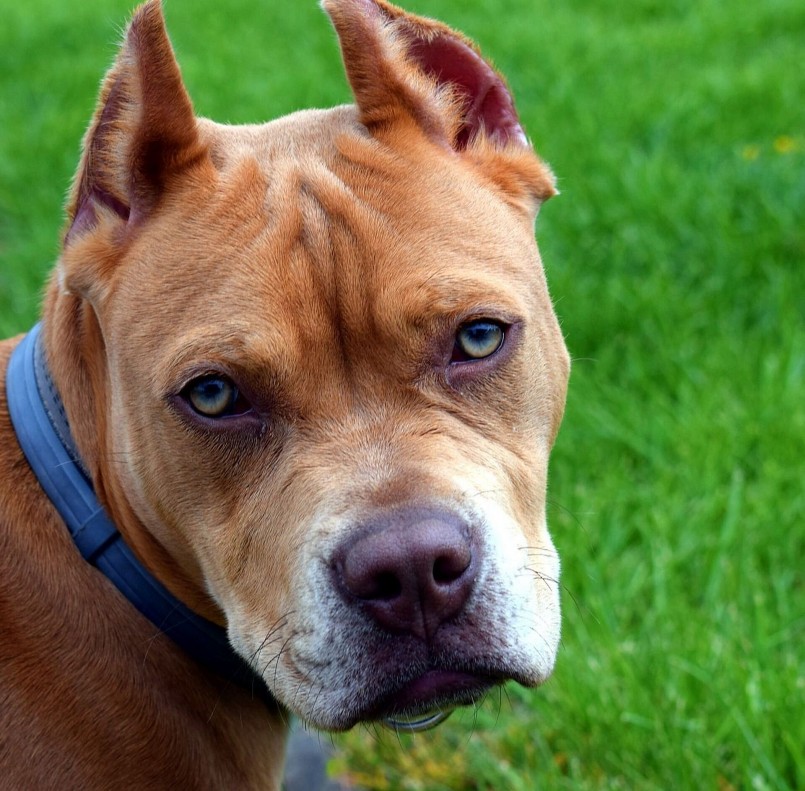 Nhiều người coi việc huấn luyện những con Pitbull hung tợn để thể hiện đẳng cấp.