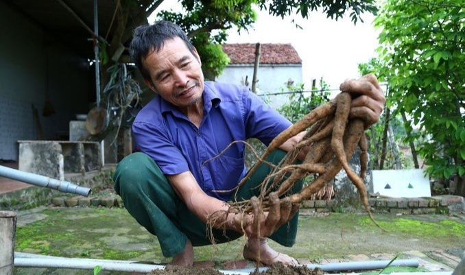 Củ sâm trên tay ông Viên đang cầm có giá trị cao nhất, khoảng 2,2 triệu đồng/kg Củ sâm trên tay ông Viên đang cầm có giá trị cao nhất, khoảng 2,2 triệu đồng/kg