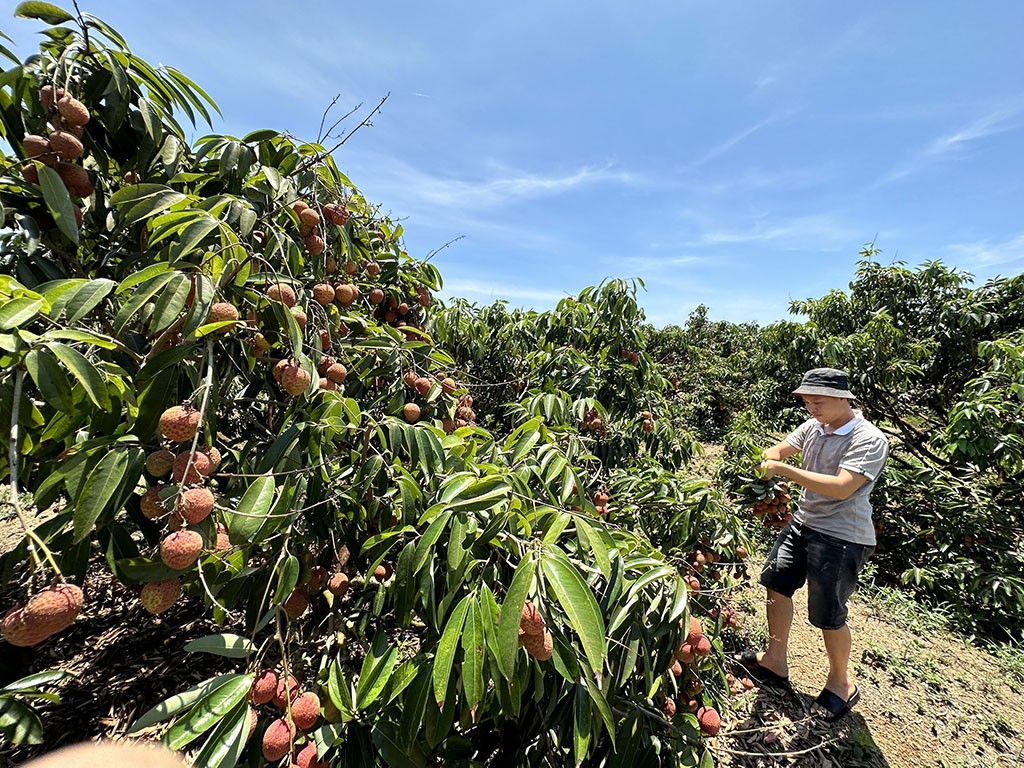Nông dân Đắk Lắk trông vải thiều thắng lớn, thương hiệu vải thiều vươn ra thế giới Nông dân Đắk Lắk trông vải thiều thắng lớn, thương hiệu vải thiều vươn ra thế giới