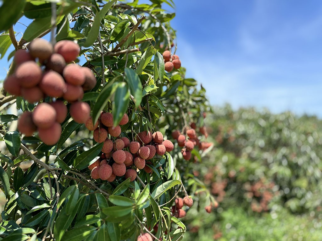 Nông dân Đắk Lắk trông vải thiều thắng lớn, thương hiệu vải thiều vươn ra thế giới Nông dân Đắk Lắk trông vải thiều thắng lớn, thương hiệu vải thiều vươn ra thế giới