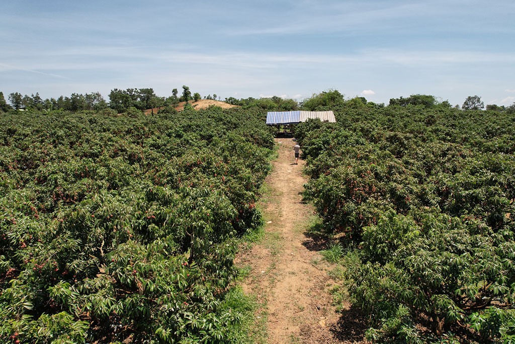 Nông dân Đắk Lắk trông vải thiều thắng lớn, thương hiệu vải thiều vươn ra thế giới Nông dân Đắk Lắk trông vải thiều thắng lớn, thương hiệu vải thiều vươn ra thế giới