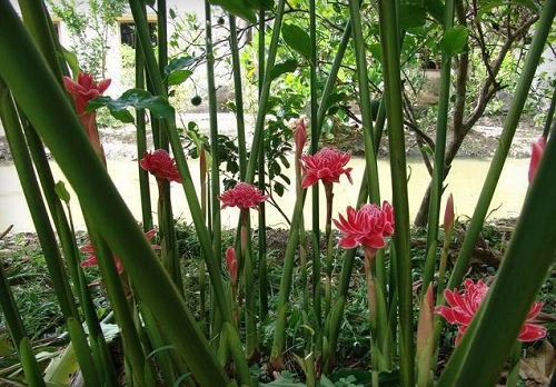 Loại hoa “vua chúa” đẹp mê hồn, không chỉ dùng làm thuốc mà còn chế biến được nhiều món ăn ngon