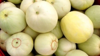 Bí kíp chọn dưa lê ngon, ngọt và không hóa chất