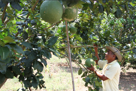 Bưởi Phước Bình (Ninh Thuận) được cấp mã số xuất khẩu sang Mỹ