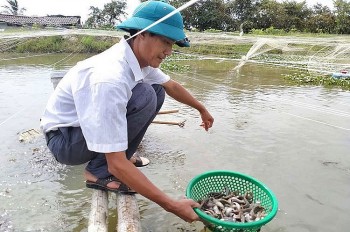 Loài cá bổ toàn thân ví 