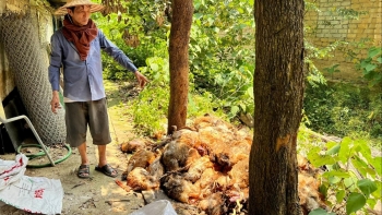 Cắt điện giữa trời nắng nóng 1.000 con gà lăn ra chết, trại công nghệ cao cũng trở tay không kịp