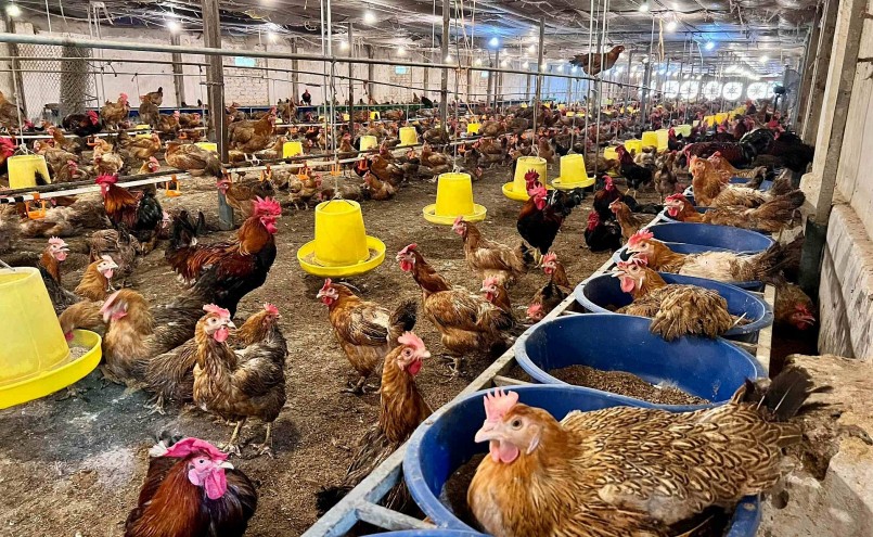 Trại gà của ông Dũng đầu tư khá hiện đại nhưng cũng không xoay sở kịp khi cắt điện đột ngột. Trại gà của ông Dũng đầu tư khá hiện đại nhưng cũng không xoay sở kịp khi cắt điện đột ngột.